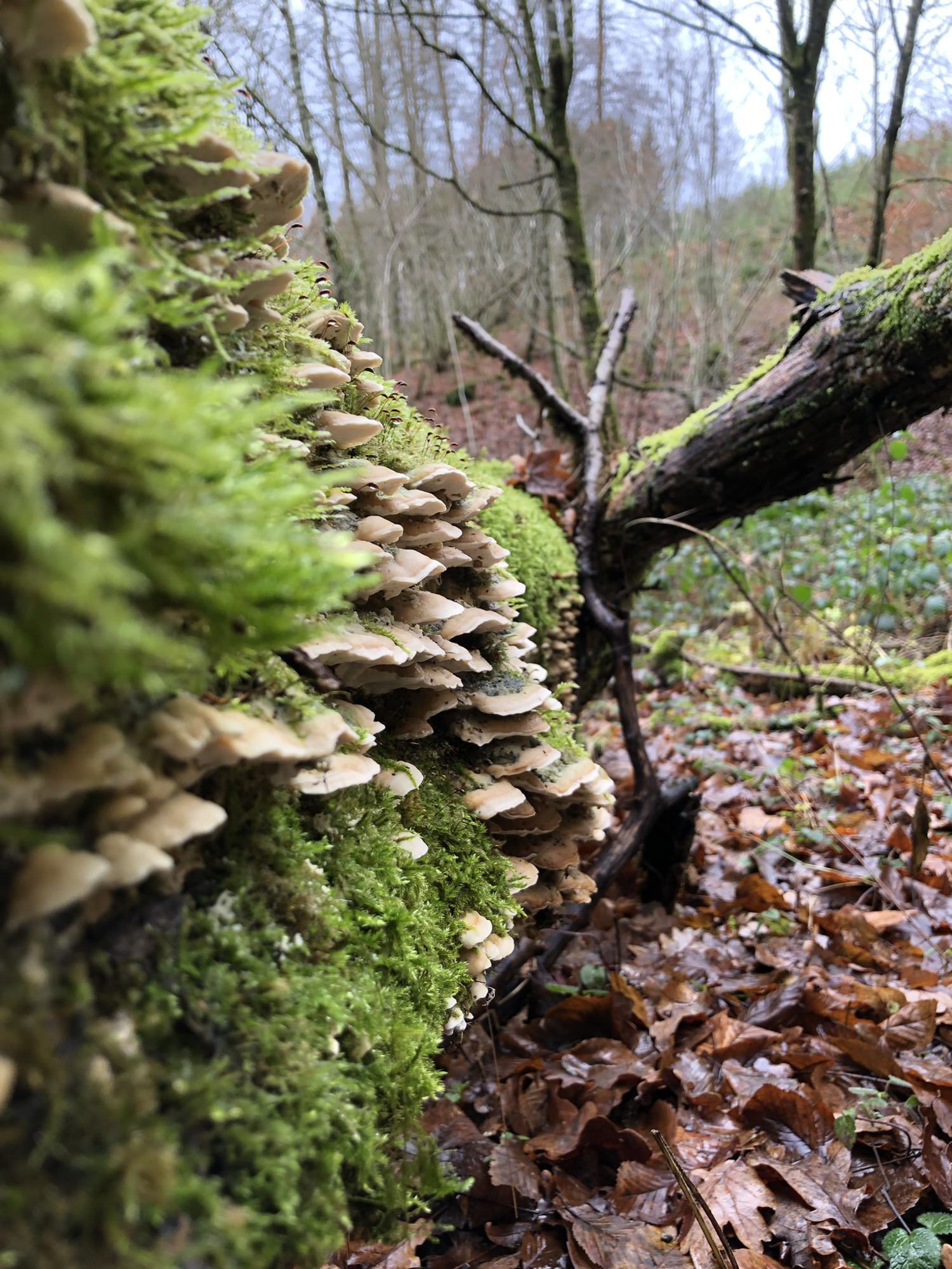 Natuur rond het huis